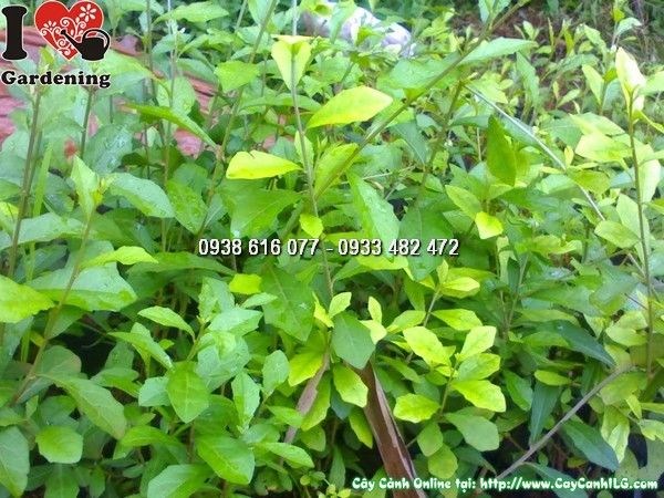 Cây Cúc Tần Ấn Độ (Cao 50cm – Ms: 25667)