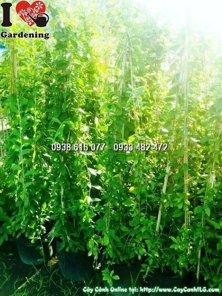 Cây Cúc Tần Ấn Độ (Cao 1m5 – Ms: 25671)