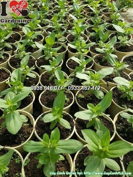 Cây Duyên Cúc Giống (Ms: 25679)