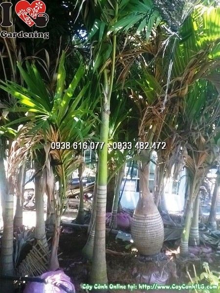 Cây Cau Trắng (Lóng 1m2 – Ms:25691)