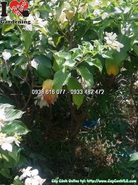 Cây Bướm Bạc (Cao 1m4 – Ms:25701)