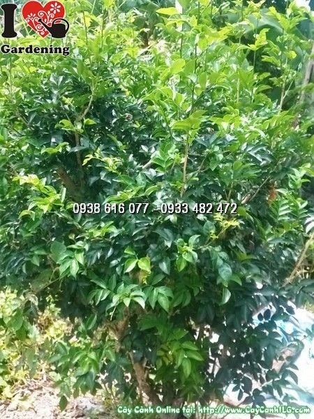 Cây Nguyệt Quế (Cao 1m6 – Ms: 25706)