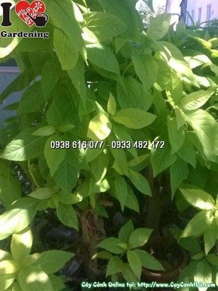 Cây Lá Trắng (Cao 1m6 – Ms: 25710)