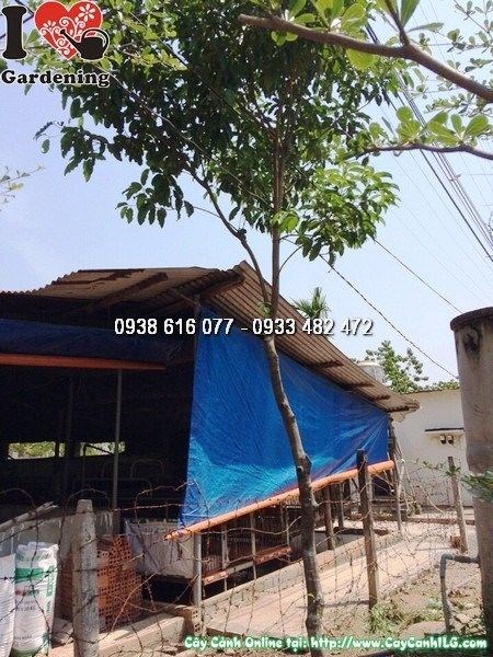 Cây Viết (Cao 3m Đường Kính 12cm – Ms:25736)