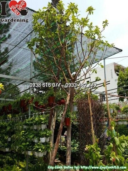 Cây Lộc Vừng (Cao 3m5 Đk 10cm Tán Rộng – Ms: 25783)