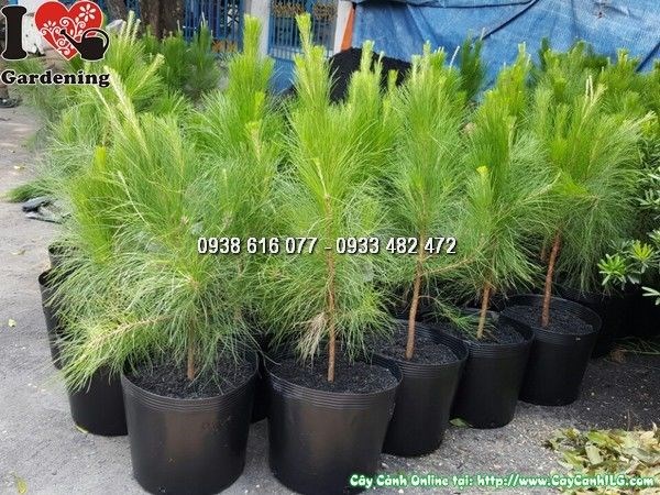 Cây Thông Caribe (Cao 50cm – Ms: 25791)