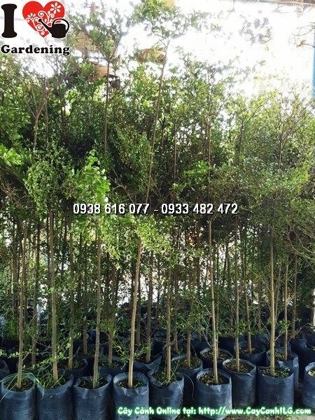 Cây Bàng Đài Loan (Cao 2m5 – Ms: 25792)