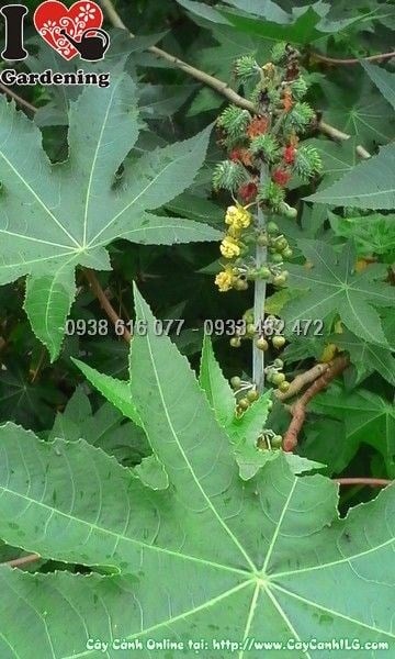 Cây Thầu Dầu (Ms: 23657)