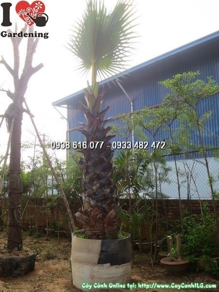 Cây Thốt Nốt (Lóng 2m – Ms: 24565)