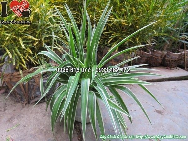 Cây Mẫu Tử Chậu Treo (Ms: 24578)
