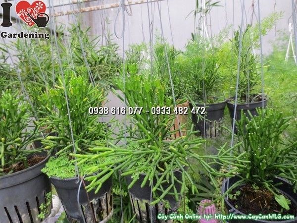 Cây Gạc Nai Chậu Treo (Cao 20cm – Ms: 24607)