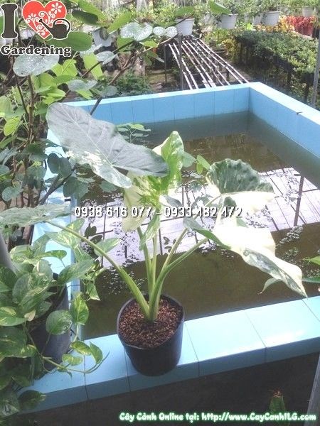 Cây Môn Cẩm Thạch (Cao 50cm – Ms: 24625)