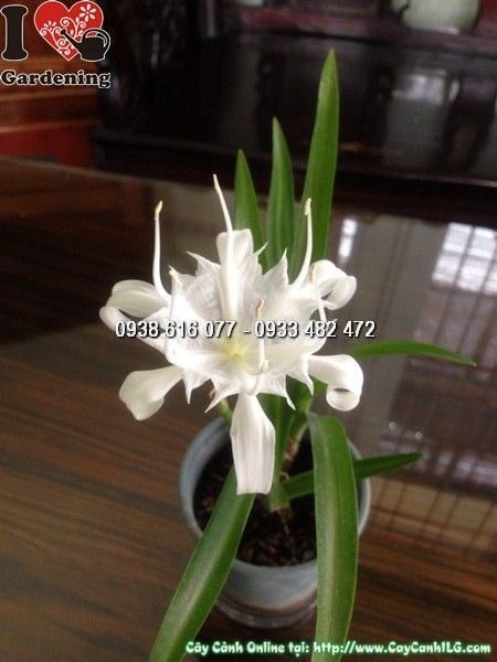 Cây Bạch Trinh (Cao 50cm – Ms: 24624)