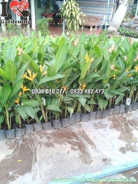 Cây Chuối Mỏ Két (Cao 35cm – Ms: 24633)