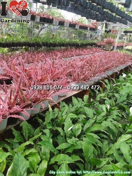 Cây Dứa Phụng Đỏ (Cao 20cm – Ms: 24634)