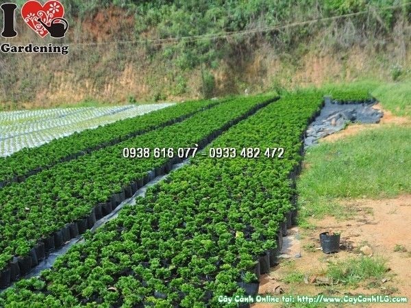 Cây Trắc Xoắn Giống (Ms: 25171)