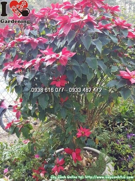 Cây Hoa Trạng Nguyên Dáng Cao (Cao 1m3 – Ms: 25319)