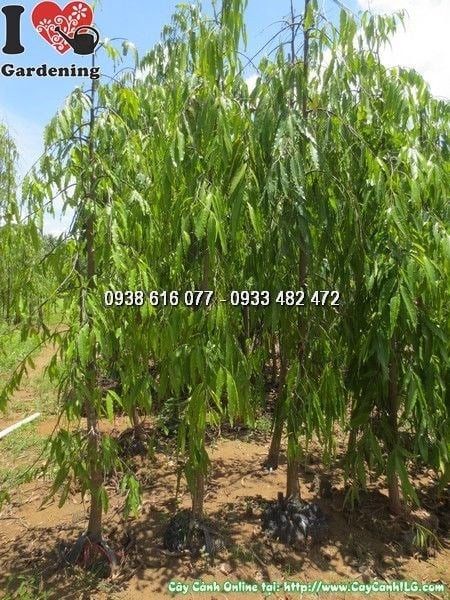 Cây Hoàng Nam (Cao 3m – Ms: 24276)