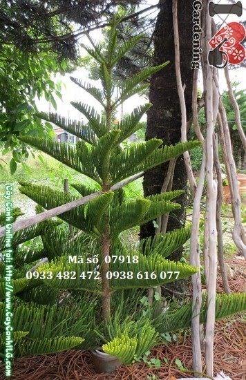 Cây Tùng Bách Tán (Cao 2m – Ms: 07918)