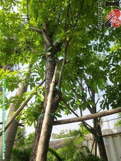 Cây Lộc Vừng (Cao 4,5m – Ms: 03971)