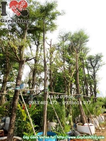 Cây Bàng Đài Loan (Cao 5,5m – Ms: 03906)