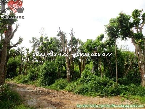 Vườn Cây Cổ Thụ Trăm Năm Tuổi Đủ Loại (Ms: 22451)