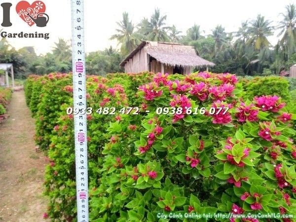 Cây Hoa Giấy Mỹ ( Cao 1m1 – Ms: 22474)