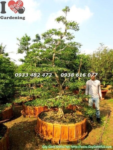 Cây Nguyệt Quế Bonsai (Cao 3m – Ms: 22512)