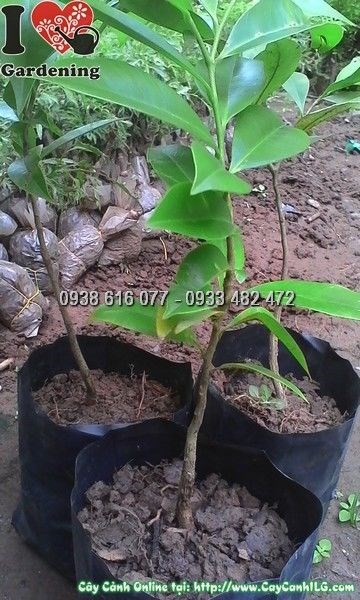 Cây Dó Bầu (Ms: 23650)