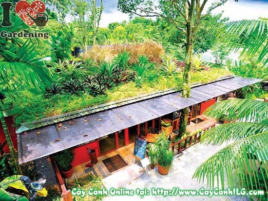 Dịch Vụ Trồng Cây Xanh