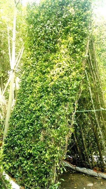 Tường Cây Si