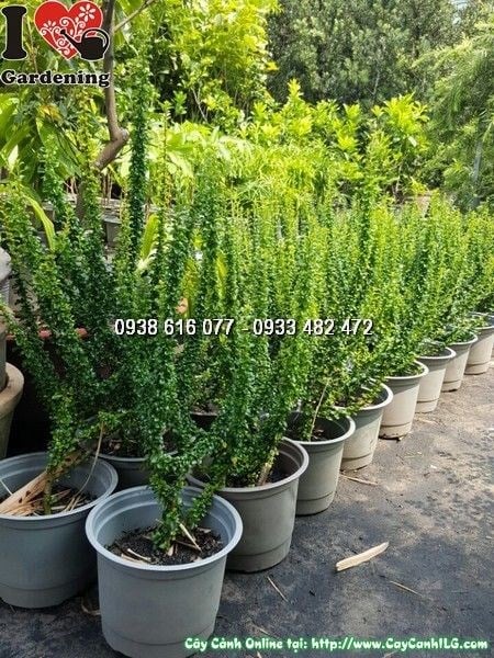 Cây Bùm Sụm (Cao 55cm – Ms:25819)
