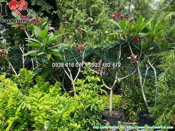 Cây Sứ Đại Hoa Đỏ (Cao 1m5 – Ms:25822)