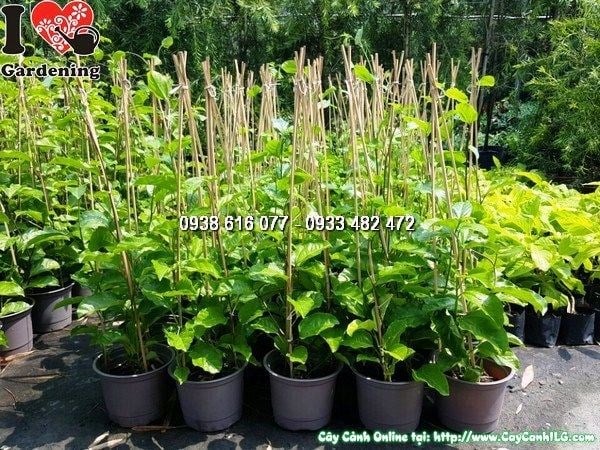 Cây Chanh Dây Thân Tím (Cao 60cm – Ms:25832)