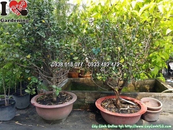 Cây Mai Tứ Quý Đẹp (Cao 1m1 – Ms:25837)
