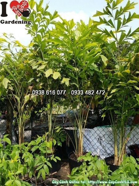 Cây Đủng Đỉnh (Cao 1m7 – Ms: 25847)