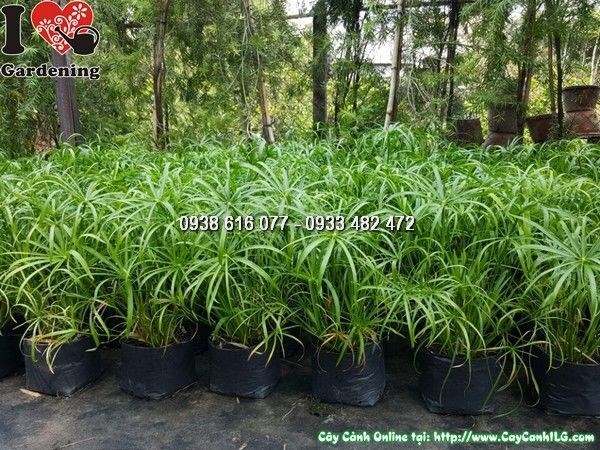 Cây Thủy Trúc (Cao 35cm – Ms:25854)