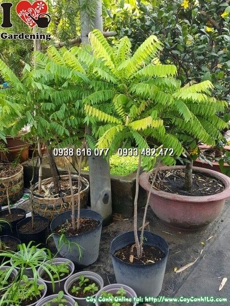 Cây Chùm Ruột (Cao 1m – Ms:25863)