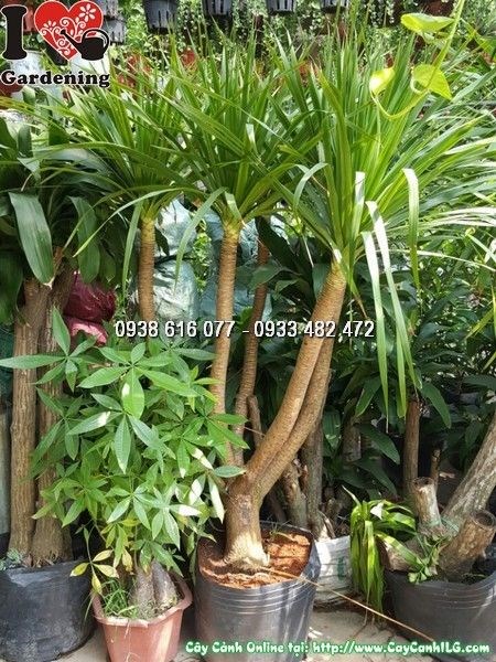 Cây Phát Tài Núi 5 Thân (Cao 1m5 – Ms:25869)
