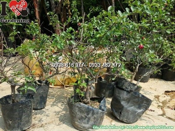 Cây Mai Đỏ Tết ( Cao 40cm – Ms:25872 )