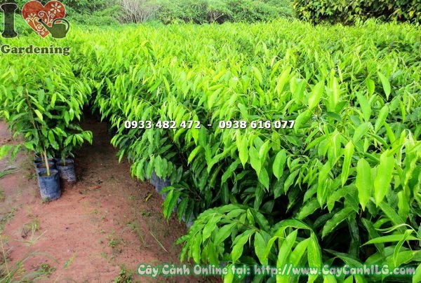 Cây Viết Giống (Cao 70cm – Ms: 17868)