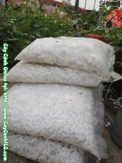 Sỏi Trắng, Sỏi Đen (Ms: 04416)