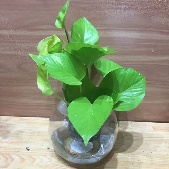 Cây Trầu Bà Vàng thuỷ sinh