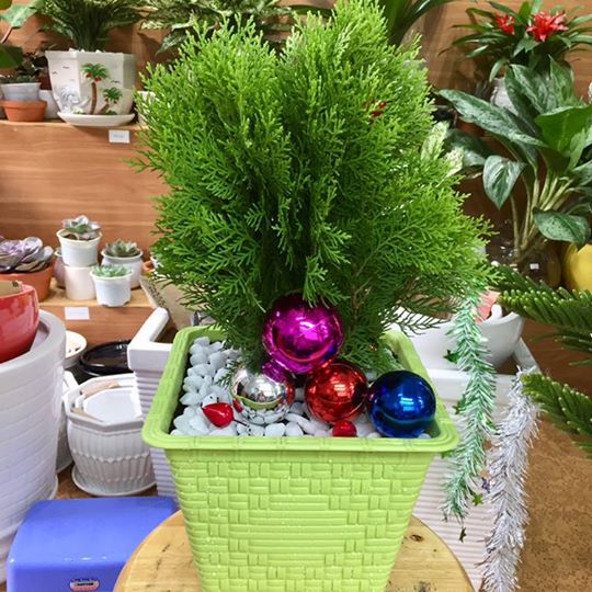 Cây Trắc Bách Diệp