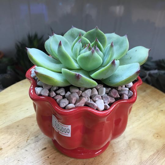 Cây Sen Bánh Bao Viền Hồng