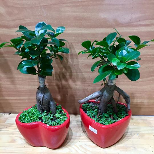 Cây Si Bonsai
