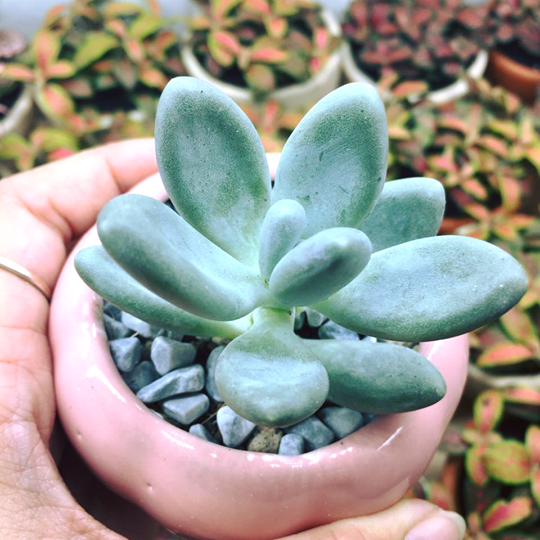Cây Sen Sỏi Trắng