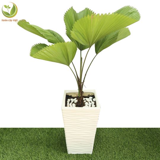 Cây Cọ Nhật