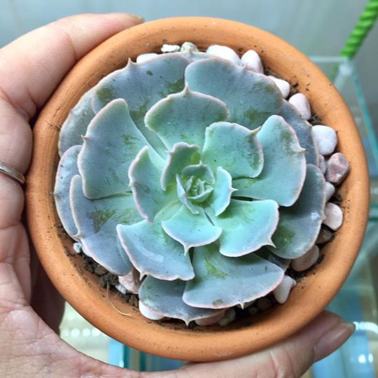 Cây Sen Đá Bắp Cải Xanh
