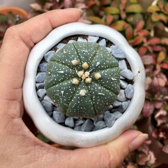 Cây Xương Rồng Asterias